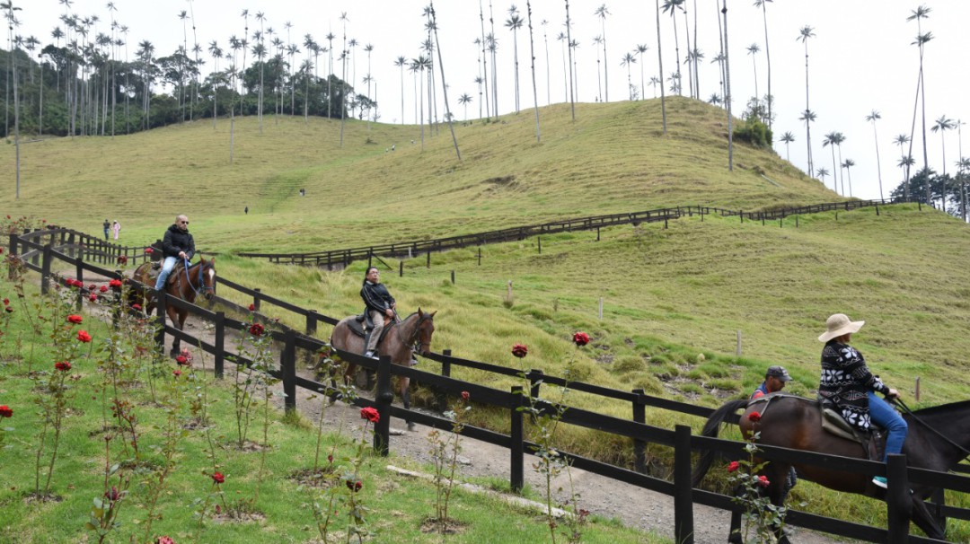 Valle de Cocora en Salento Quindío entre el encanto y el desencanto