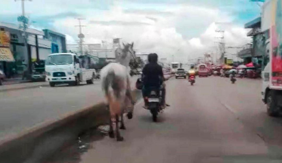 “No hagamos a los animales lo que nos queremos que nos hagan a nosotros”, llamado de la UMATA “No hagamos a los animales lo que nos queremos que nos hagan a nosotros”, llamado de la UMATA
