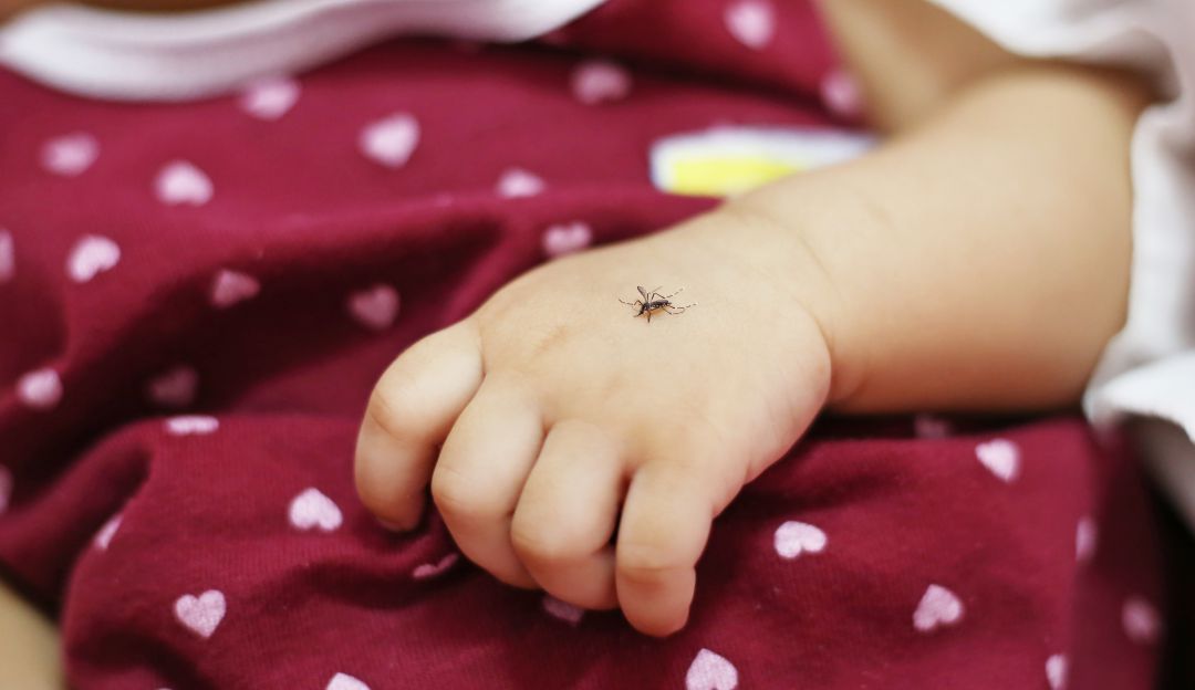 Dengue. Dengue.