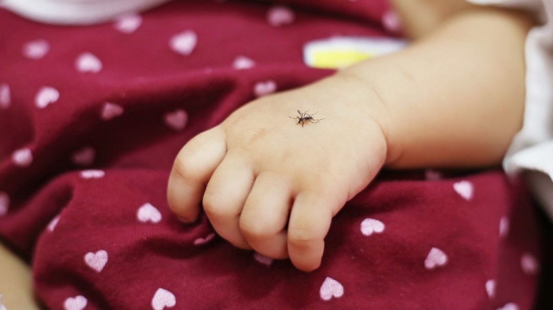 Pese a brote de dengue en Cartagena, la ciudad no presenta casos letales