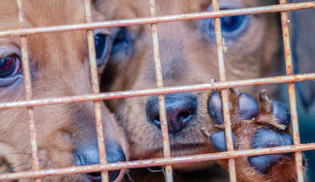Cinco cachorros fueron quemados dentro de un costal mientras estaban vivos Cinco cachorros fueron quemados dentro de un costal mientras estaban vivos