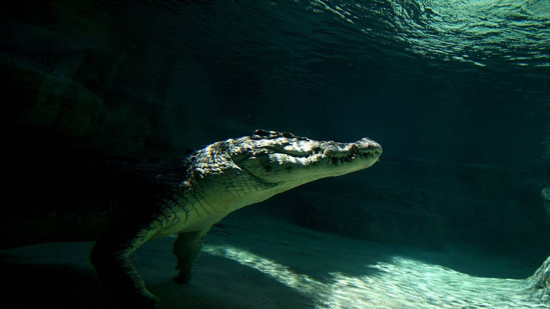 Uno de cada cinco reptiles están en riesgo de extinción