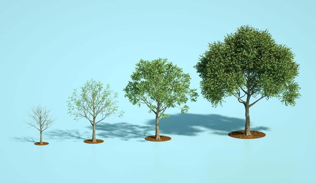 29 de abril: Día del árbol en Colombia 29 de abril: Día del árbol en Colombia