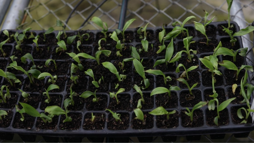 Clonación vegetal, para alimentos agrícolas de alta calidad
