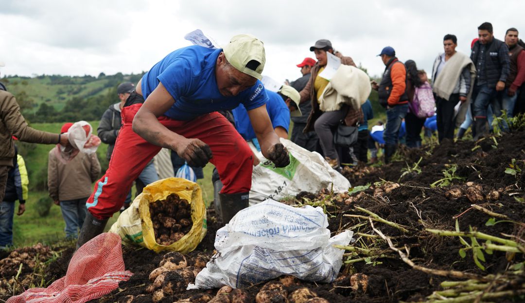 Cultivadores de papa en Nariño Cultivadores de papa en Nariño