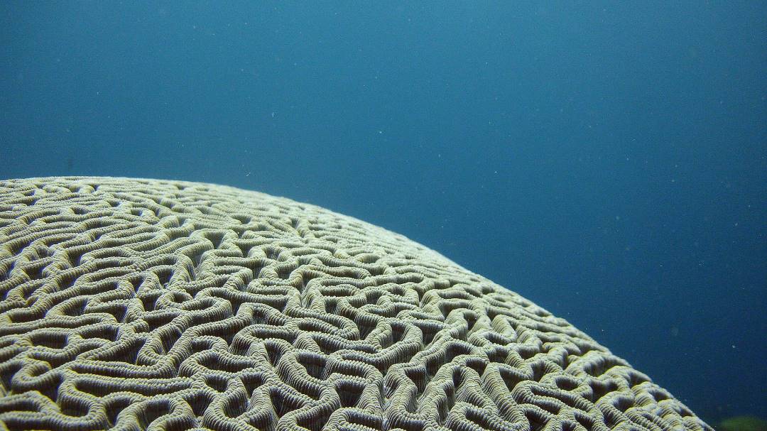 Se reportó el primer caso de "enfermedad de pérdida coralina" en Colombia