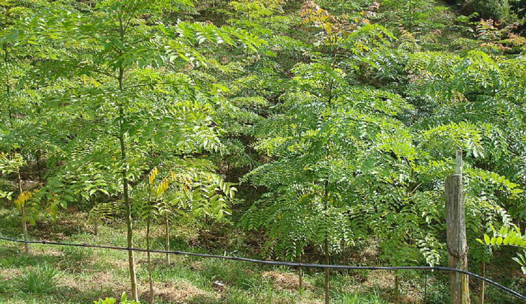 Cedros_Rosados Cedros_Rosados