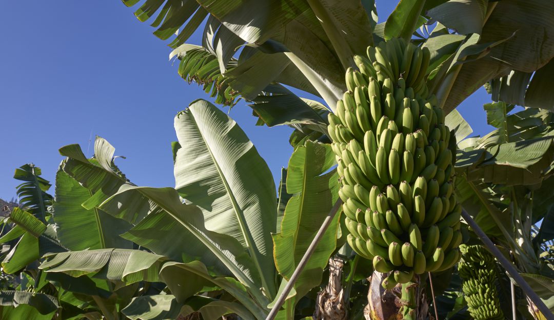Racimo de bananos. imagen de referencia Racimo de bananos. imagen de referencia