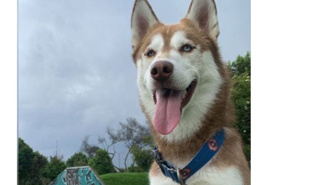 Oslo, husky siberiano. Oslo, husky siberiano.