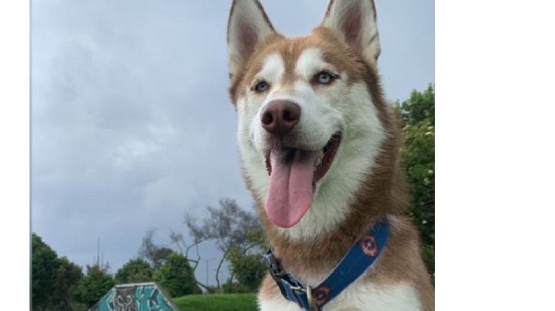 Oslo, el perrito que fue envenenado en Ciudadela Colsubsidio de Bogotá