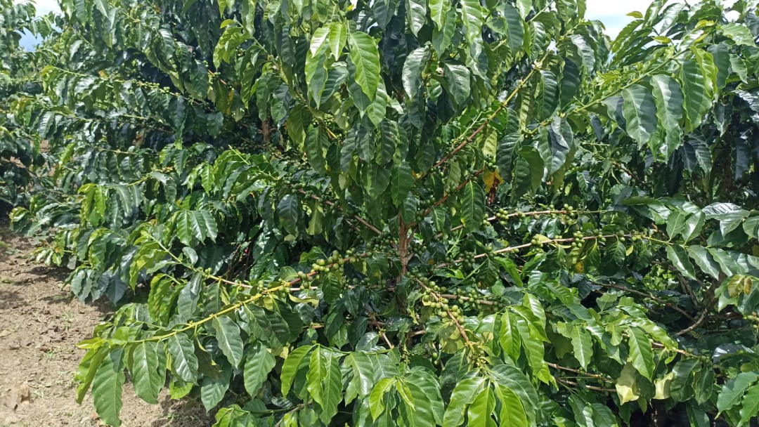 Hay buenos precios pero no hay suficiente café: cafeteros Quindío
