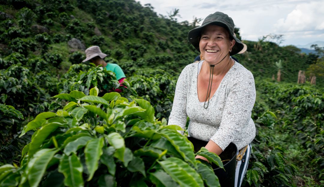 Mujer recolectora de café en Colombia Mujer recolectora de café en Colombia