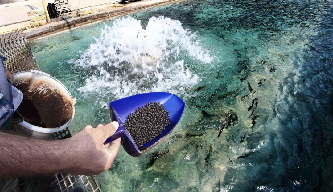 Producción de peces Producción de peces