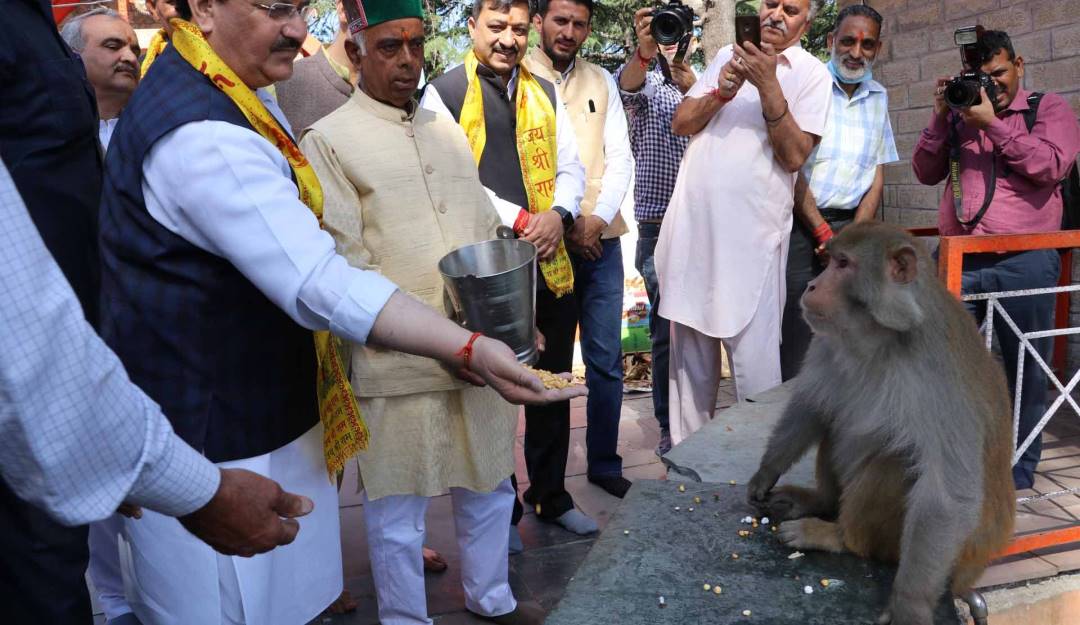 Convivencia entre monos y la población en India. Foto: Getty Convivencia entre monos y la población en India. Foto: Getty