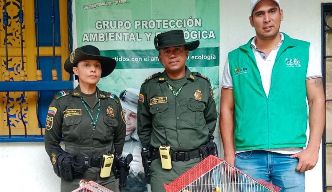 Estas especies en ocasiones son traídas del sur del Huila, Caquetá y Putumayo. Estas especies en ocasiones son traídas del sur del Huila, Caquetá y Putumayo.