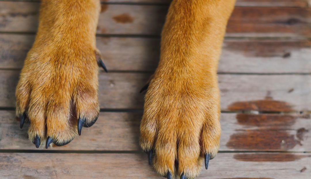 Hombre mató a su perro para cocinarlo y comérselo Hombre mató a su perro para cocinarlo y comérselo