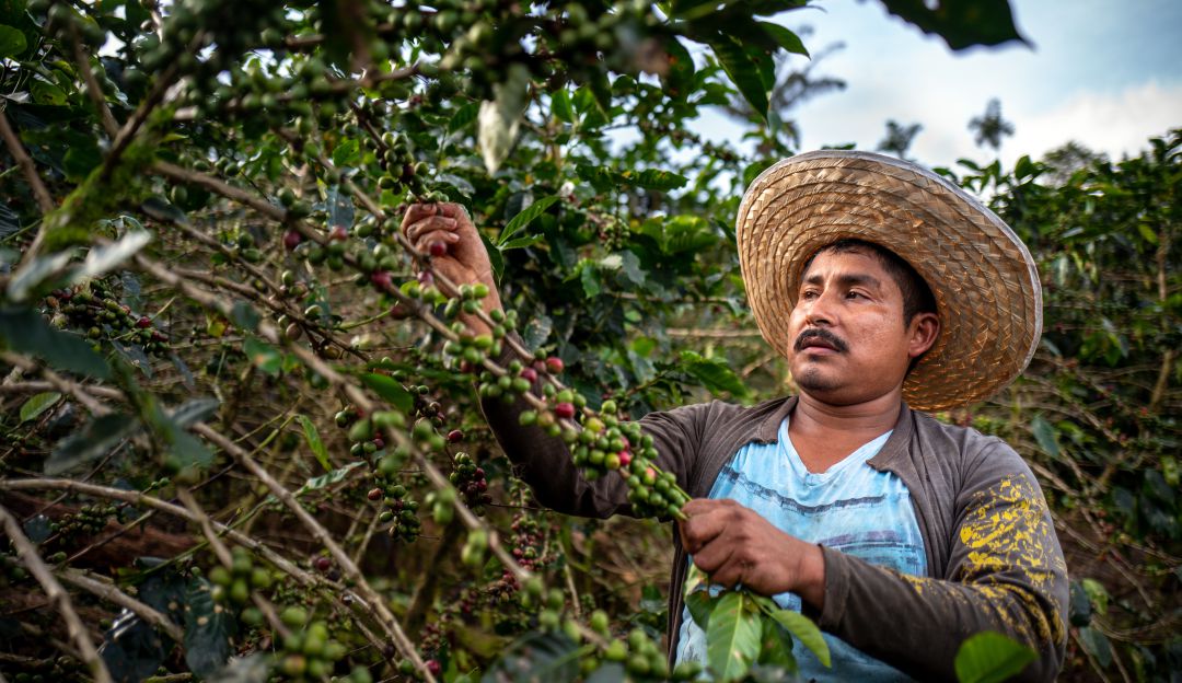 Producción de café Producción de café