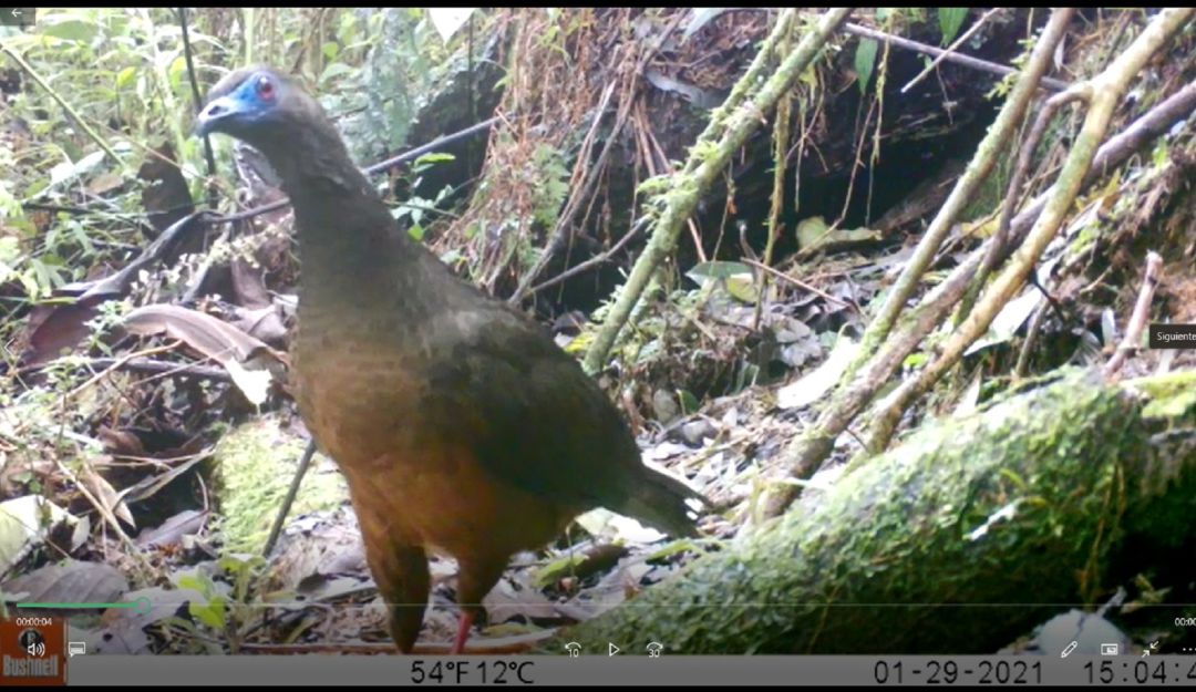 Grupo de monitoreo contribuyen con el inventario de aves que tiene el departamento del Huila. Grupo de monitoreo contribuyen con el inventario de aves que tiene el departamento del Huila.