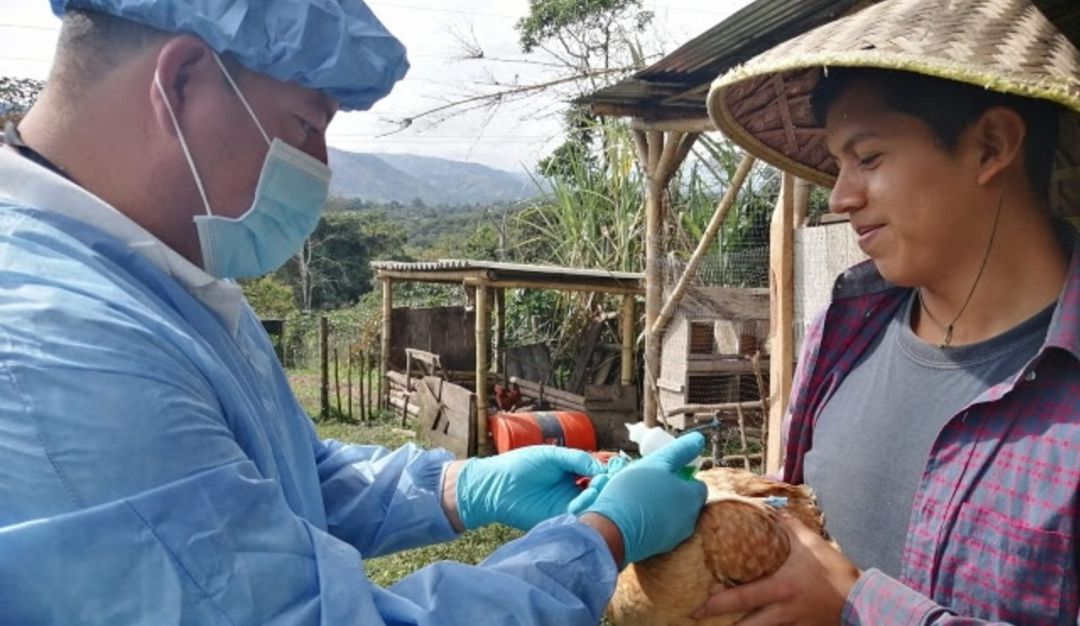 Fenavi avanza con la vacunación en las zonas de protección, con una cobertura predial del 100% y una cobertura de aves del 95%, con más de 9.900 aves vacunadas en 500 predios. Fenavi avanza con la vacunación en las zonas de protección, con una cobertura predial del 100% y una cobertura de aves del 95%, con más de 9.900 aves vacunadas en 500 predios.