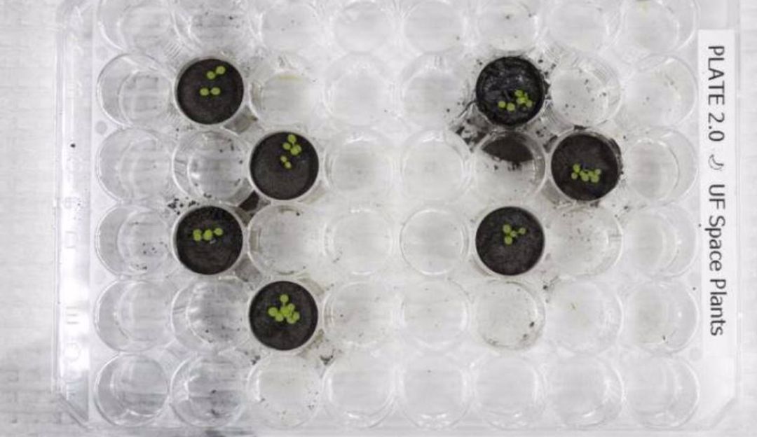 ¡Increíble! Logran cultivar plantas en suelo traído de la Luna ¡Increíble! Logran cultivar plantas en suelo traído de la Luna