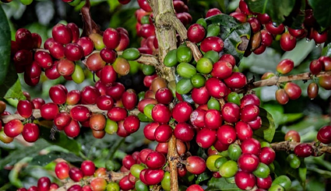 El abono incrementara calidad, precios y producción del grano en zonas cafeteras del Huila. El abono incrementara calidad, precios y producción del grano en zonas cafeteras del Huila.