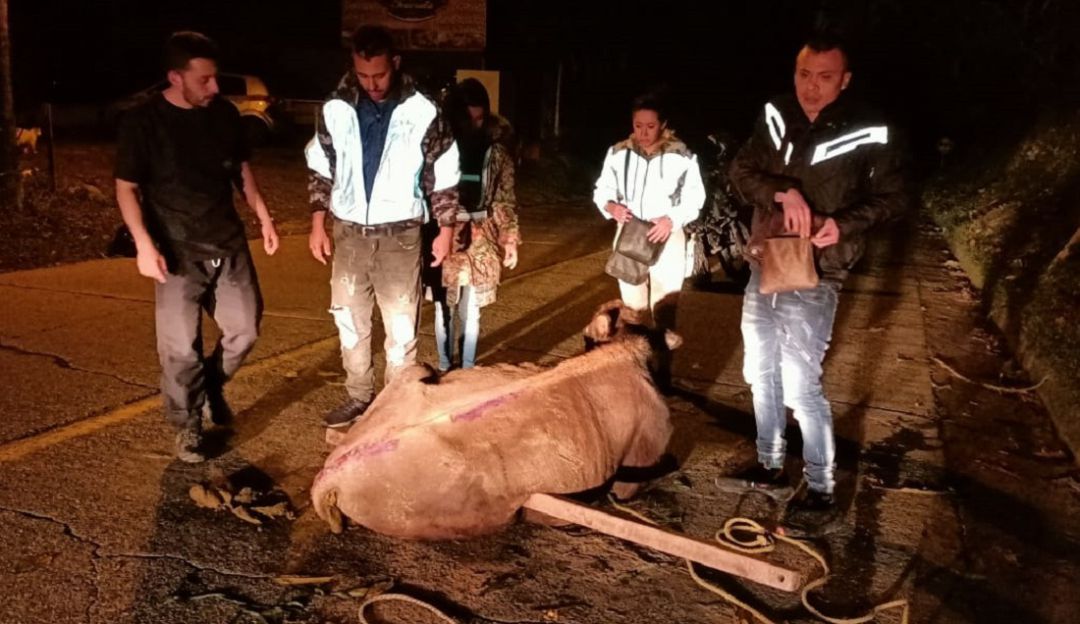 Rescate animal Rescate animal
