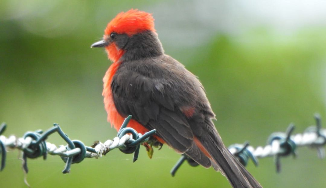 21 grupos de Monitoreo Comunitario y huilenses amantes de la naturaleza que participarán en el evento mundial dedicado a la observación de aves. 21 grupos de Monitoreo Comunitario y huilenses amantes de la naturaleza que participarán en el evento mundial dedicado a la observación de aves.