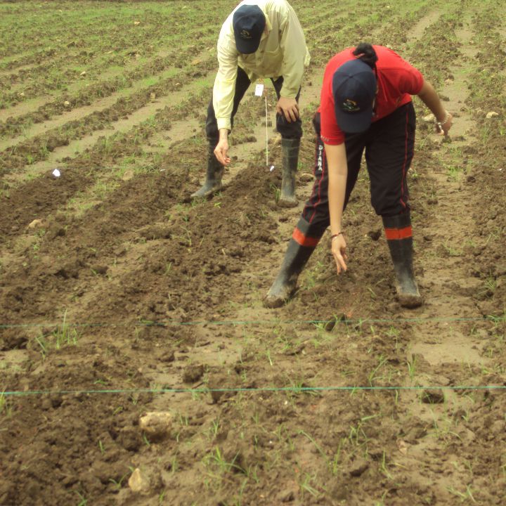 Los suelos agrícolas de Colombia se están deteriorando