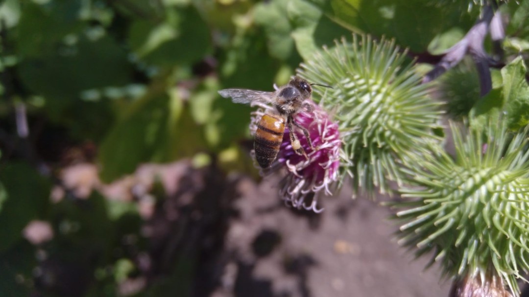 ¿Sabía que las abejas escogen el néctar según el color de las flores?