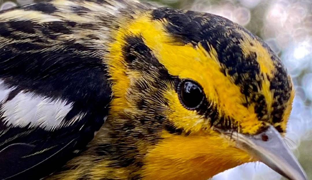 Avistamiento de aves en Colombia. Foto: Instituto Nacional de Ciencias Naturales de la Universidad Nacional Avistamiento de aves en Colombia. Foto: Instituto Nacional de Ciencias Naturales de la Universidad Nacional