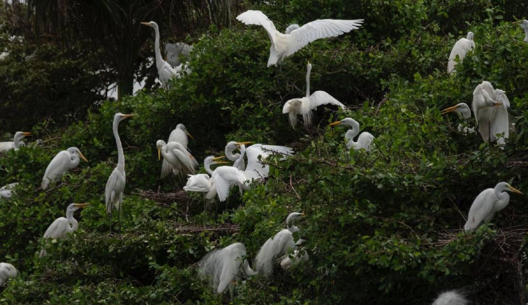 Aumentan observaciones de especies de animales en Colombia. Foto: Cortesía MinAmbiente. Aumentan observaciones de especies de animales en Colombia. Foto: Cortesía MinAmbiente.