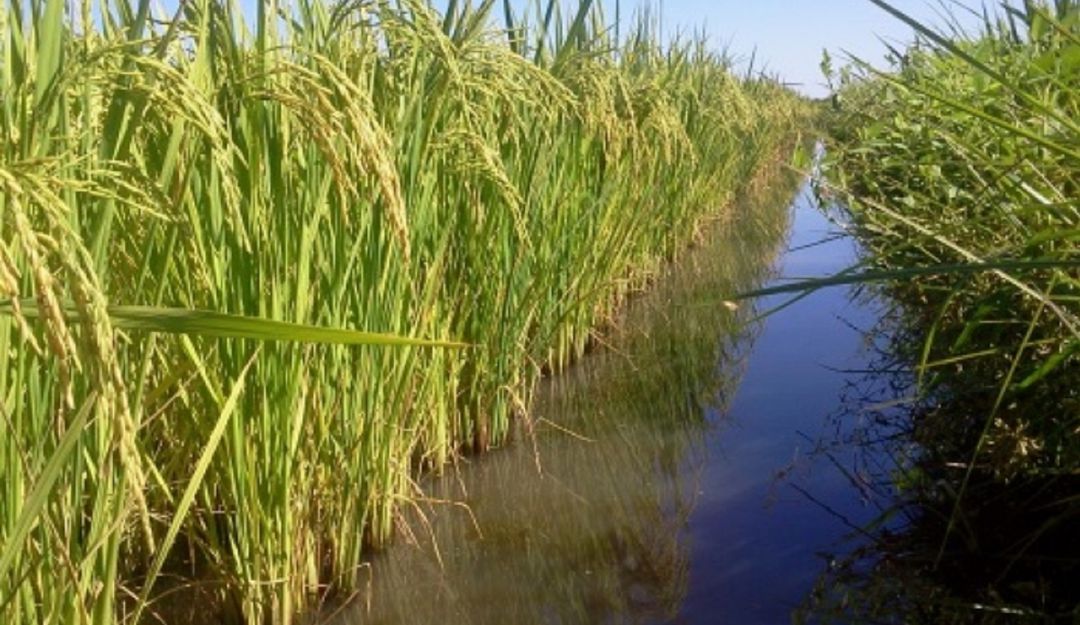 En esta zona se cultivan más de 2000 hectáreas de arroz, que benefician a familias de Villavieja. En esta zona se cultivan más de 2000 hectáreas de arroz, que benefician a familias de Villavieja.