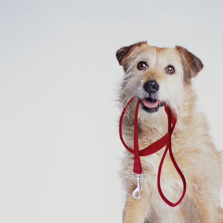 ¿Cómo evitar que mi perro tire de la correa?