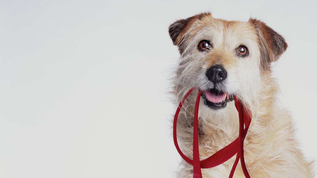 ¿Cómo evitar que mi perro tire de la correa?