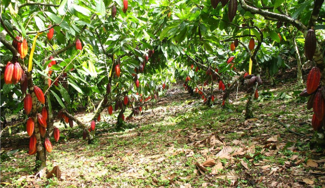 Nuevos proyectos de renovación y sustitución de cacao se adelantarán en la región. Nuevos proyectos de renovación y sustitución de cacao se adelantarán en la región.