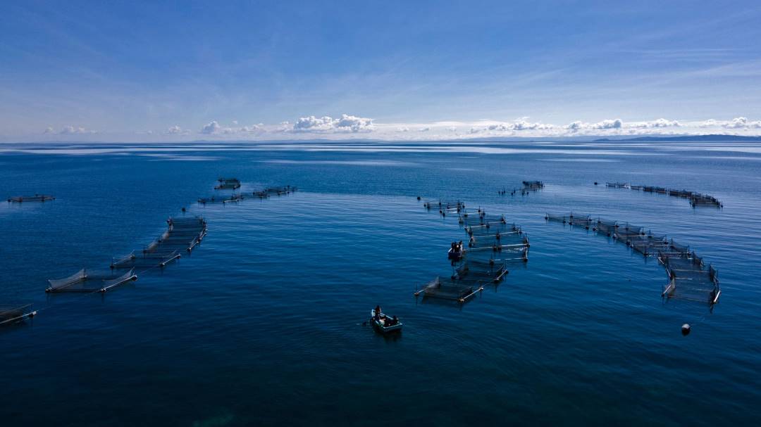 Perú y Bolivia lanzan laboratorio para ‘producir’ peces en riesgo de extinción