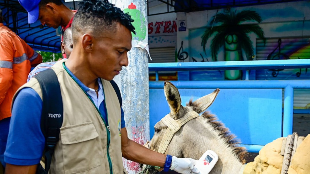 Umata realizó inspección a vehículos de tracción animal en Cartagena