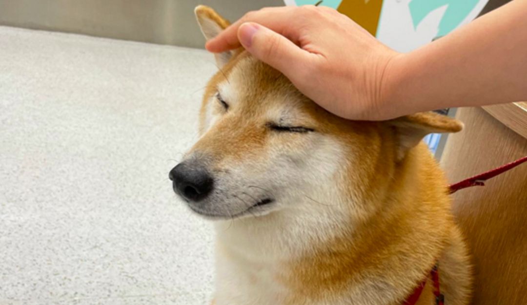 El famoso perro de los memes en redes sociales, conocido popularmente como 'Perrito Cheems' El famoso perro de los memes en redes sociales, conocido popularmente como 'Perrito Cheems'