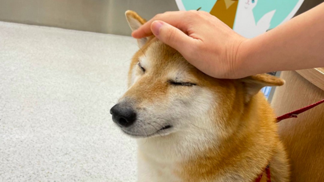 Balltze: el perrito de los memes está enfermo y no saben qué le pasa