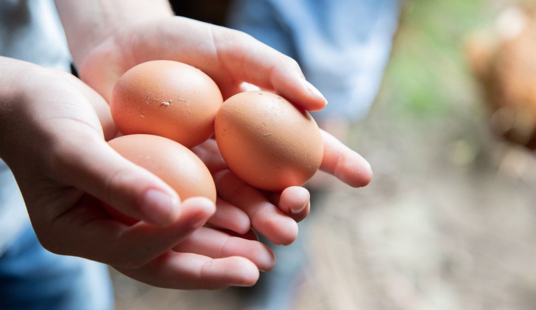 Huevos. Imagen de referencia Huevos. Imagen de referencia