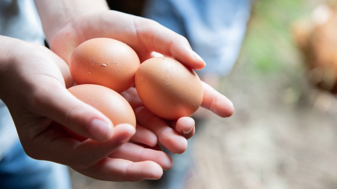 Huevos de gallinas alimentadas con forrajes impulsan mujeres en el Huila