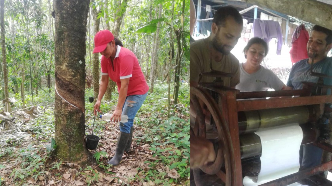 Campesinos de El Doncello, Caquetá, impulsan producción de caucho natural