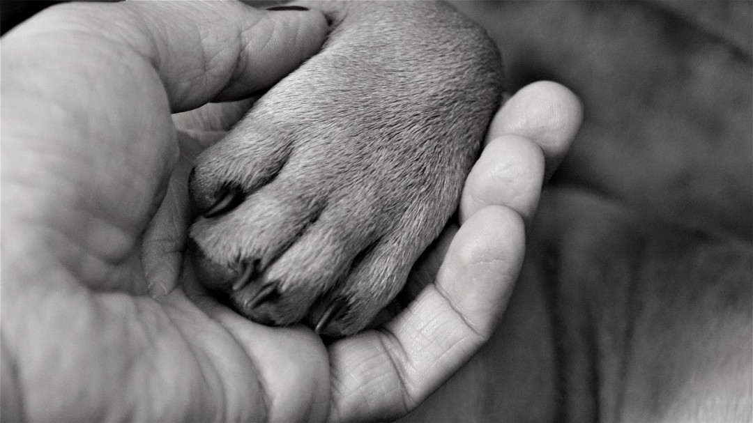 Bogotá: Centro Comercial Andino respondió por caso de maltrato animal