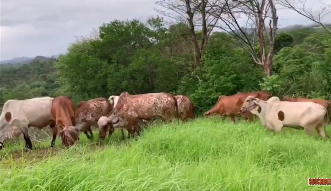 Los más beneficiados con la ola invernal en el Huila, es el gremio ganadero. Los más beneficiados con la ola invernal en el Huila, es el gremio ganadero.