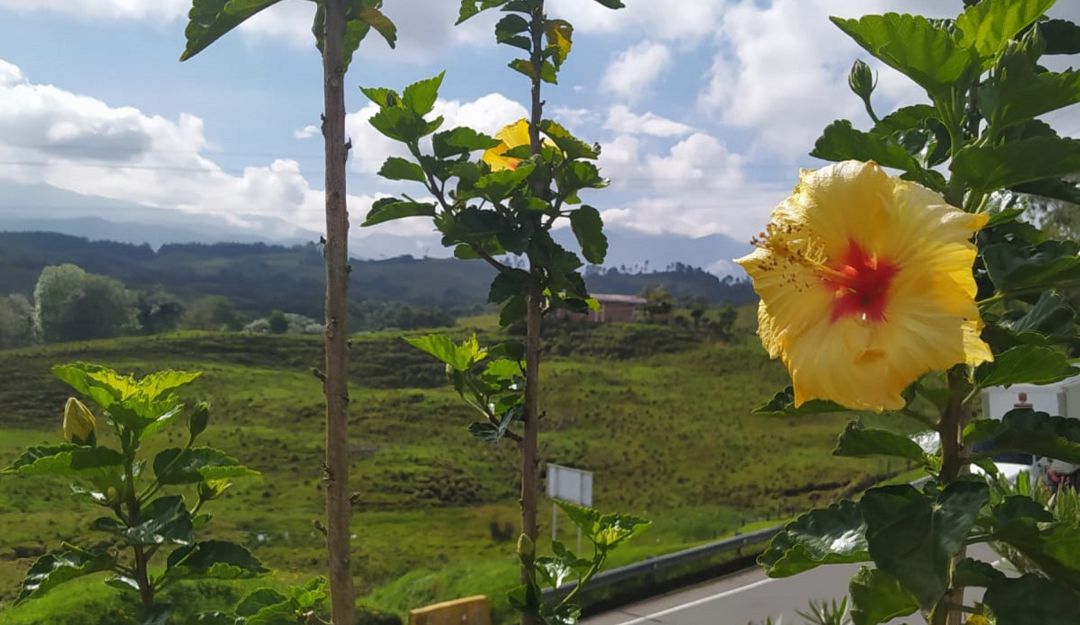 Vía Armenia -Pereira Vía Armenia -Pereira