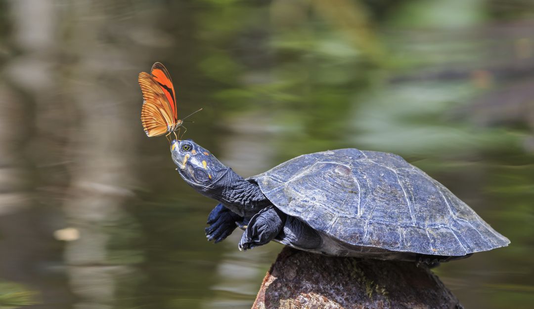 Día Mundial de la Tortuga: El detrás de una especie en peligro de extinción Día Mundial de la Tortuga: El detrás de una especie en peligro de extinción