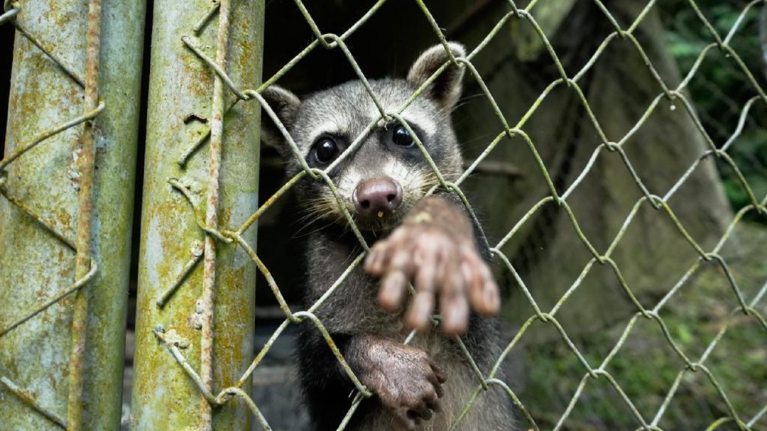 En Tolima, detectan nuevos casos de ‘Moquillo’ que afecta fauna silvestre
