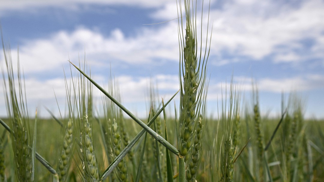 UE advierte que Rusia está bombardeando almacenes de cereales