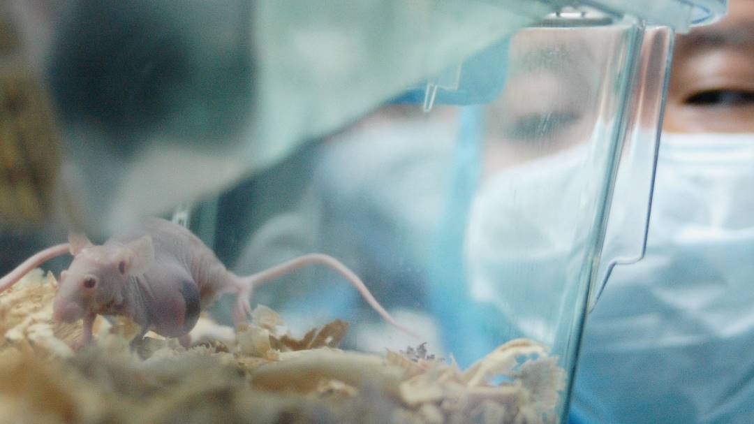 Anuncian ensayos en humanos de medicina que cura algunos tipos de cáncer en ratones
