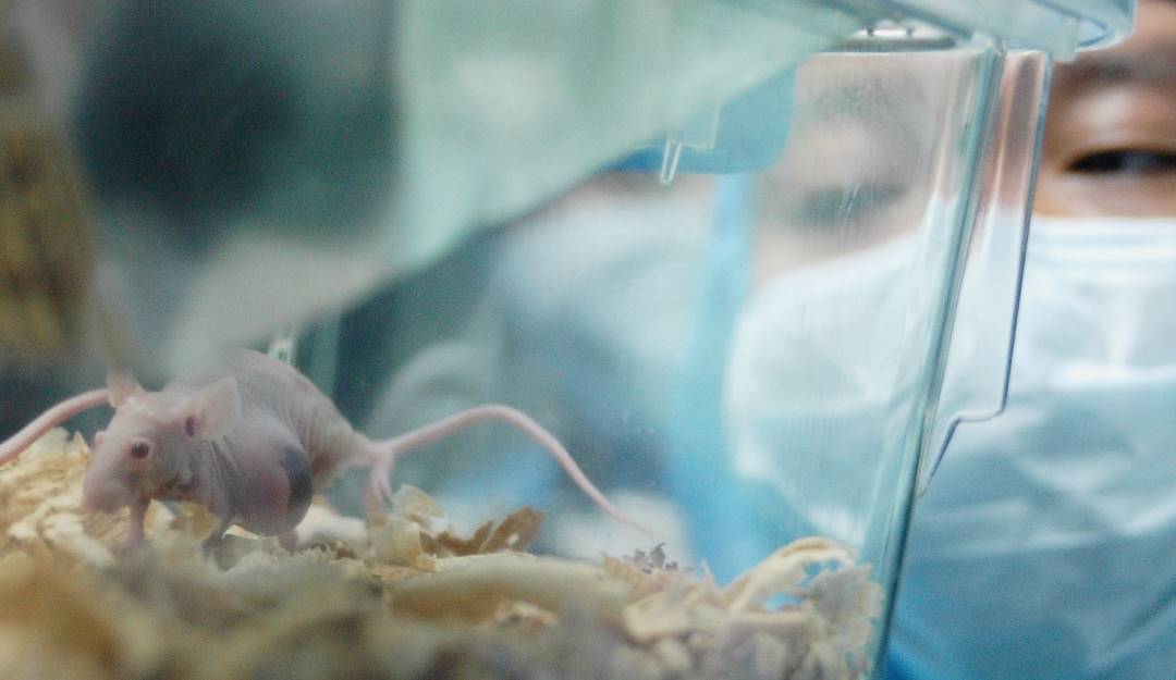 Ratas utilizadas para experimentación en uso de fármacos para combatir enfermedades. Foto: Getty Ratas utilizadas para experimentación en uso de fármacos para combatir enfermedades. Foto: Getty